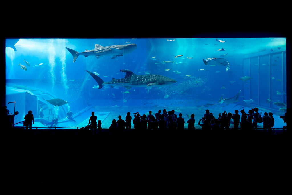 Aquariums: A glimpse into underwater life