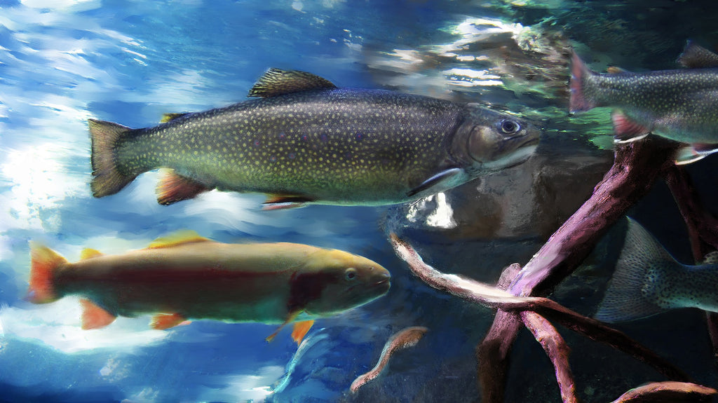 Looking for the best trout fishing spots?